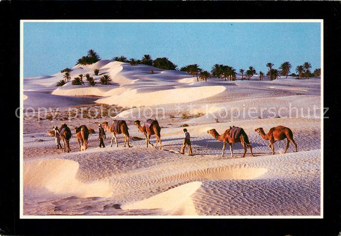 Kamel  Camel Chameau Nouil Tunesien