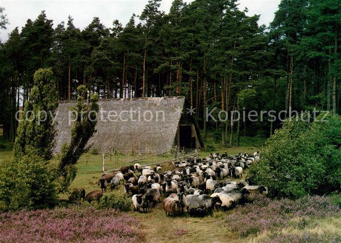 Schafe Heidschnucken Alter Schafstall Lueneburger Heide