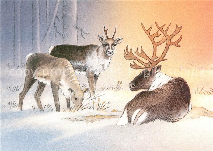 Hirsch Rangifer Tarandus Fennicus Waldren