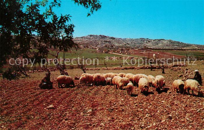 Bethlehem Yerushalayim Shepherd Field