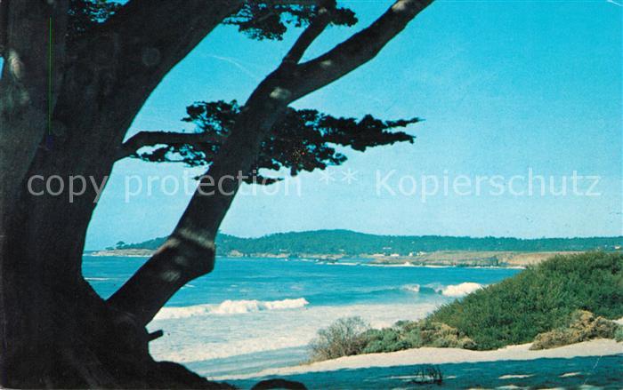 Carmel California Carmel Beach Cypress and Sand at the foot of Ocean Ave