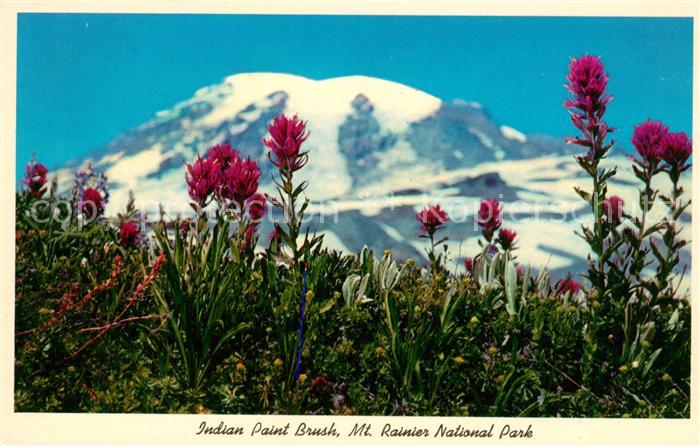 Washington DC Mt Rainier National Park Indian Paint Brush