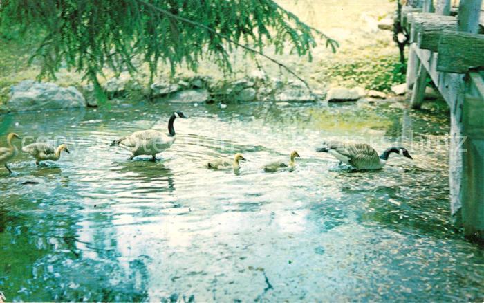 Long Island City Bailey Arboretum