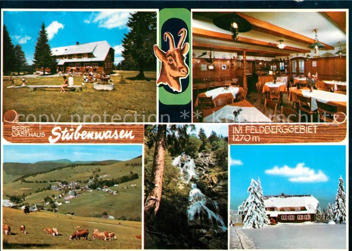 Todtnauberg Gasthaus Stuebenwasen Kuehe