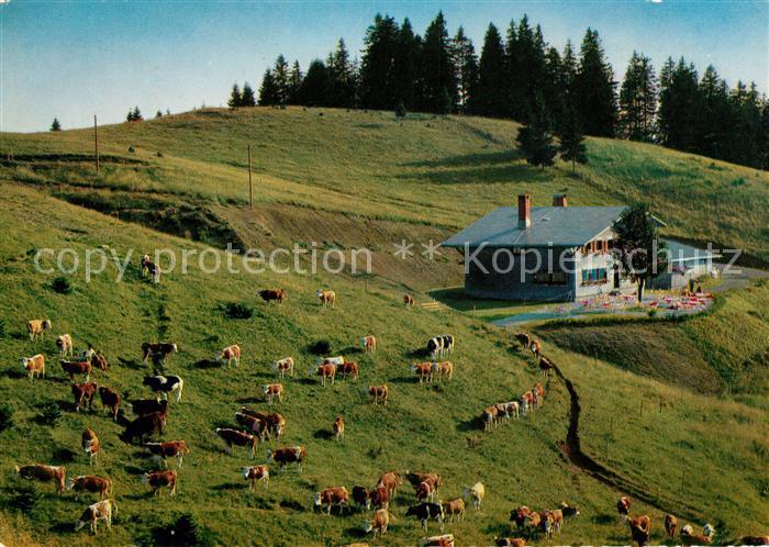 Bernau Schwarzwald Almhuette zum Krunkel Bach Kuehe