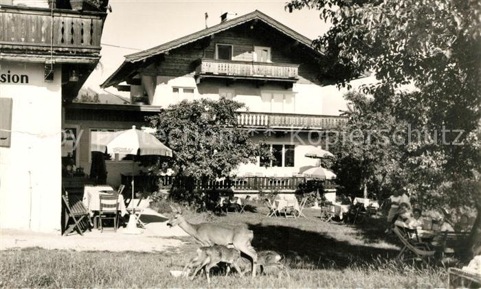 Scheffau Wilden Kaiser Pension Garten Reh mit Rehkitzen