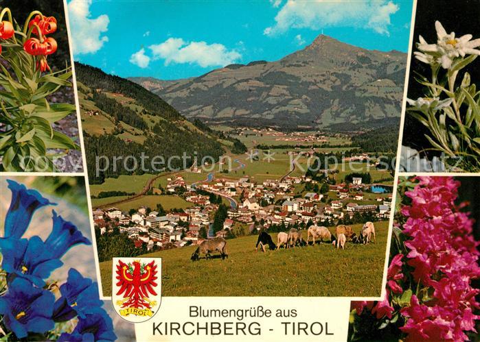 Kirchberg Tirol Gesamtansicht mit Alpenpanorama Viehweide Schafe Alpenflora Enzi