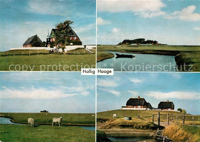 Hooge Hallig Halligschafe Panorama