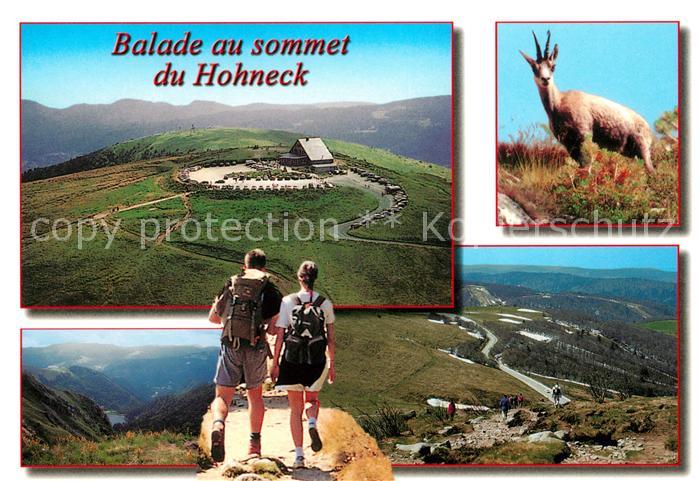 Hohneck Sommet Chamois