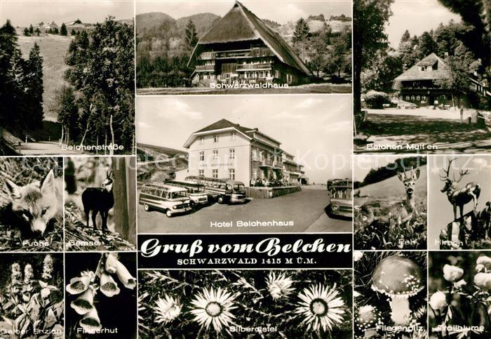 Belchen Baden Belchenstrasse Schwarzwaldhaus Belchen Multen Hirsch Reh