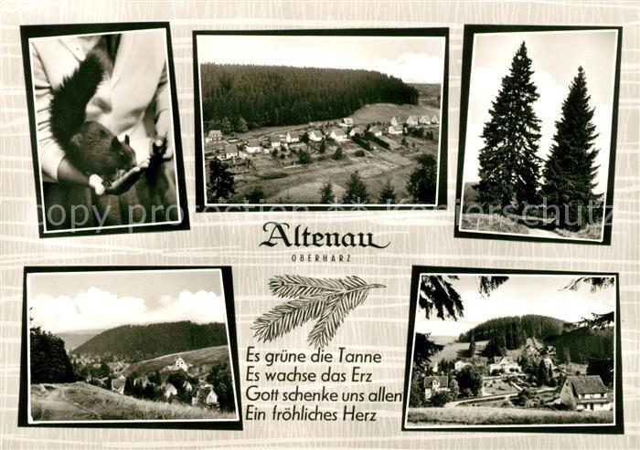 Altenau Harz Fliegeraufnahme Eichhoernchen