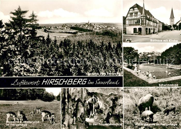 Hirschberg Warstein Schwimmbad Damwild Muffelwild Freigehege Tropfsteinhoehe Wil