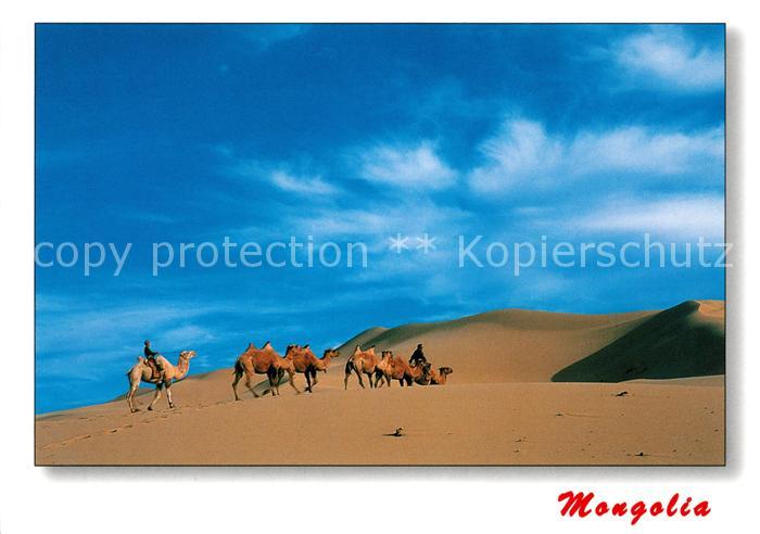 Kamel  Camel Chameau Mongolia