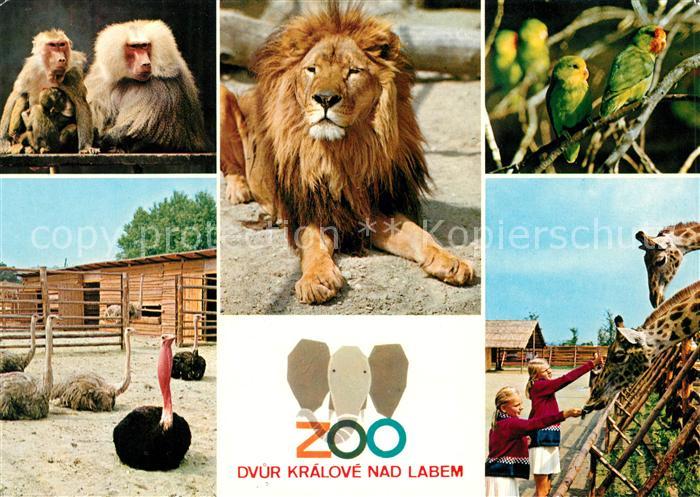 Zoo Loewe Affen Giraffen Strauss Dvur Kralove nad Labem