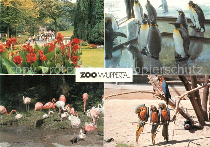 Zoo Wuppertal Koenigspinguine Flamingos Aras