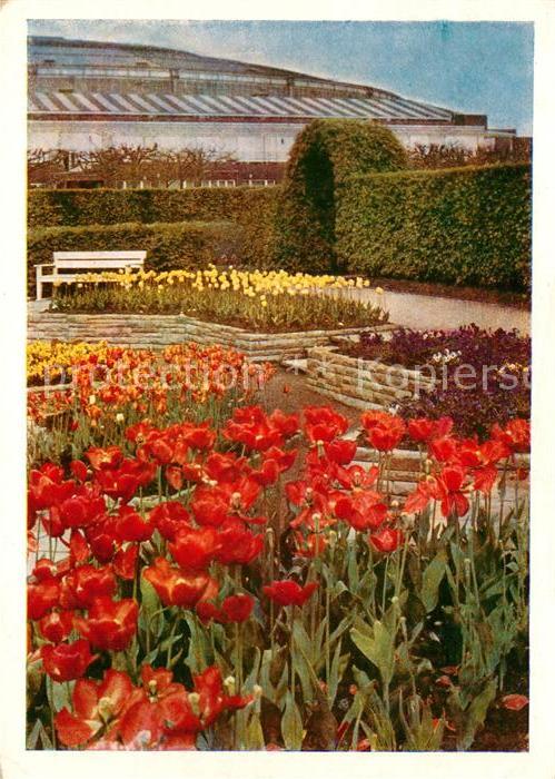 Bundesgartenschau Dortmund Tulpen Rosenterrasse Westfalenhalle