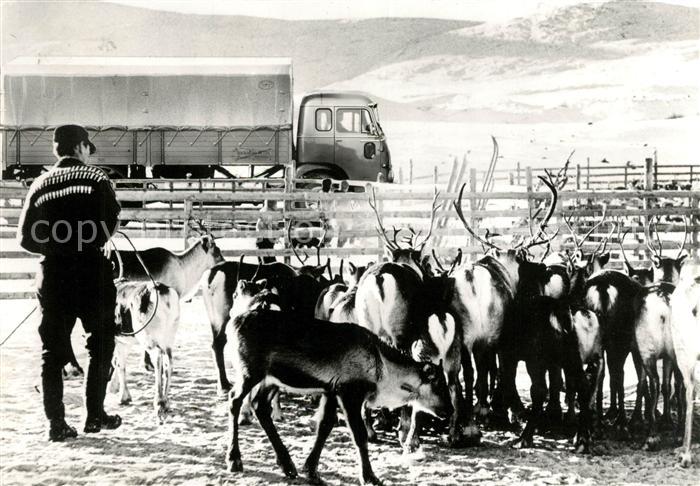 Rentier Rentierherden Finnland Autostrasse