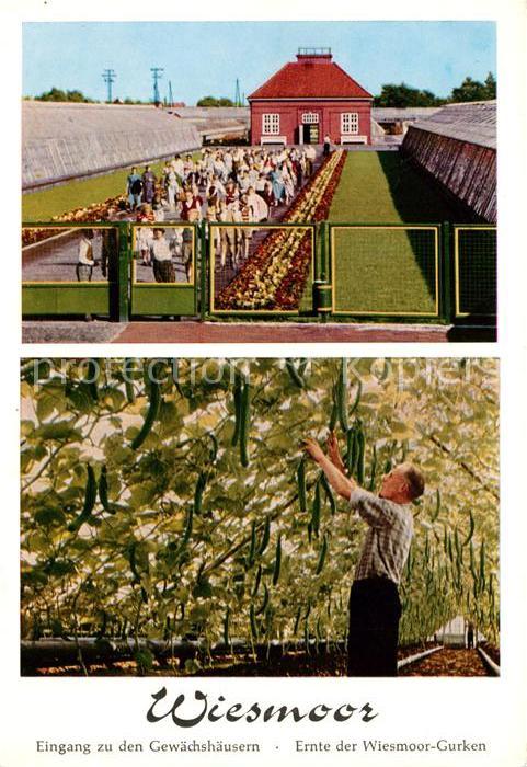 Wiesmoor Eingang Gewaechshaeuser Ernte Wiesmoor Gurken