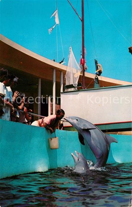 Miami Florida Seaquarium Delphine