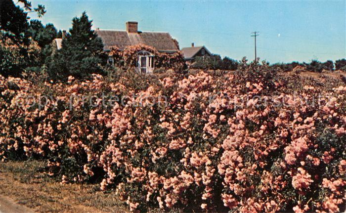 Cape Cod Mass. Rose covered Cottage