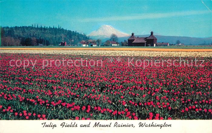 Mount Rainier Tulpenfelder
