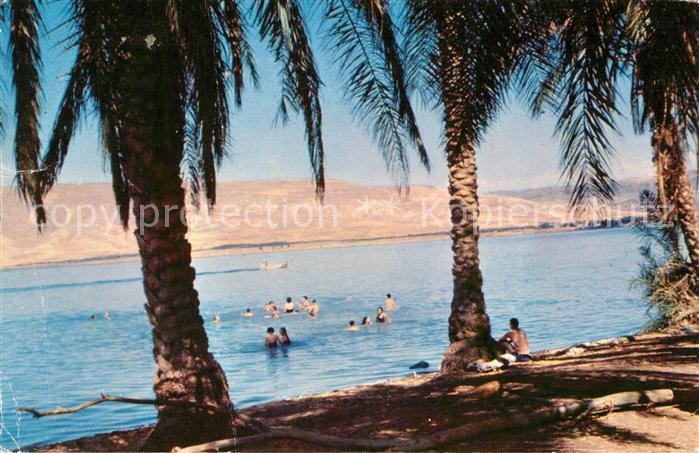 See Genezareth Palmen Strand