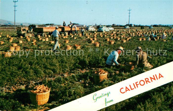 Grand Canyon Carrot Harvest