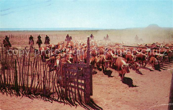 Hereford Texas Longhorn Texas Ranch