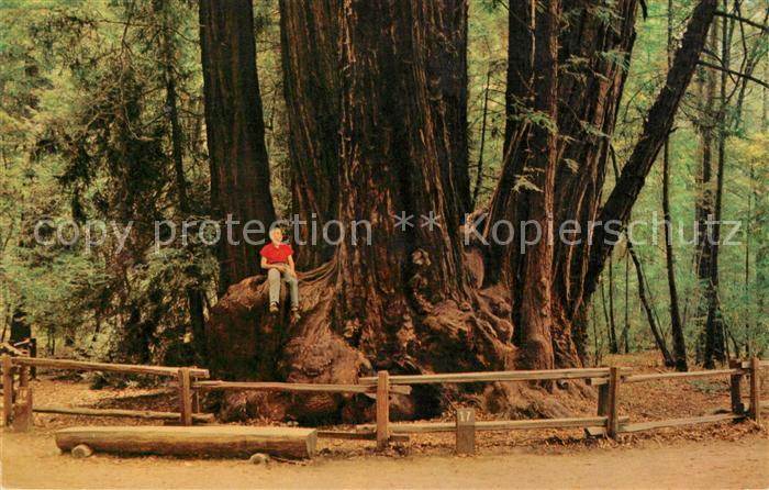 Santa Cruz California Henry Cowell State Redwoods