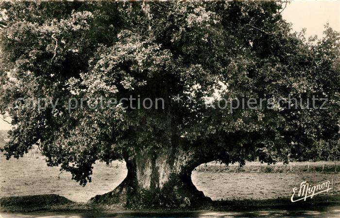 La Loupe Le Gros Chene Arbre