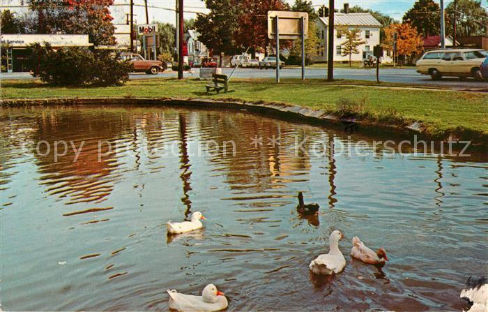Greenville Catskill Ducks on the Pond
