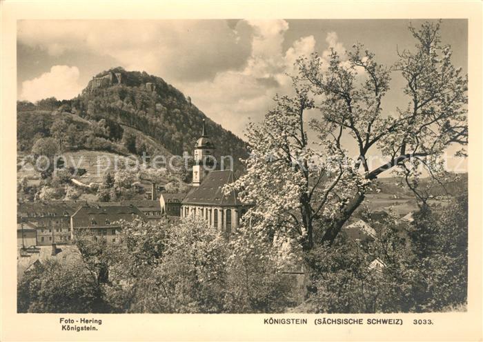 Koenigstein Saechsische Schweiz Blick zur Kirche Baumbluete Festung