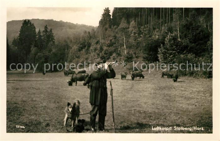 Stolberg Harz Harzkuehe auf der Weide