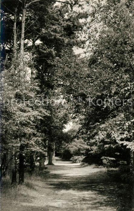 Sahlenburg Partie im Wernerwald Natur Nordseeheilbad