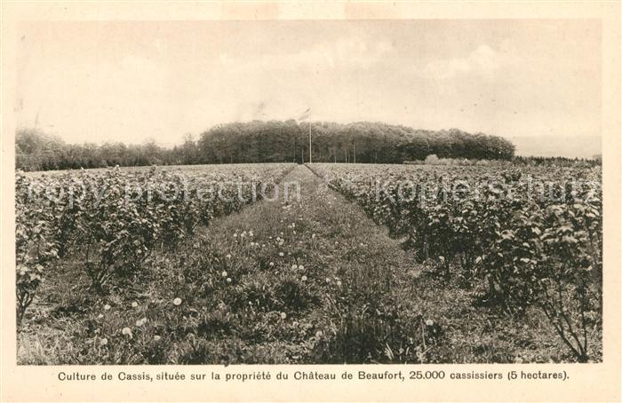 Beaufort Herault Culture de Cassis sur la propriété du Chateau de Beaufort
