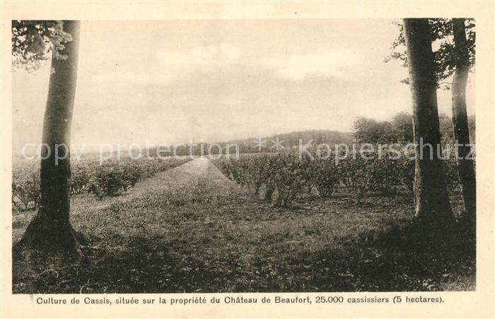 Beaufort Herault Culture de Cassis sur la propriété du Chateau de Beaufort