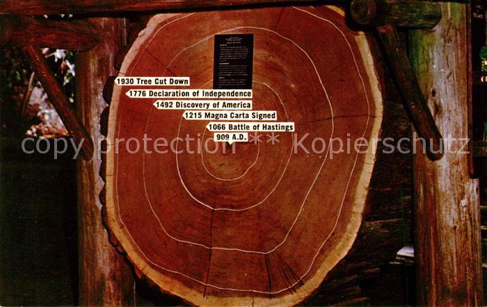 Baeume Trees Baumscheibe Jahresringe