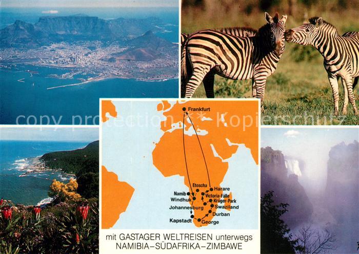 Zebra Namibia Suedafrika Zimbawe Gastager Weltreisen