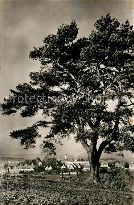 Zusmarshausen Alter Baum