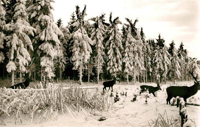 Bad Harzburg Marienteichbaude Hirsche aus freier Wildbahn im Winter