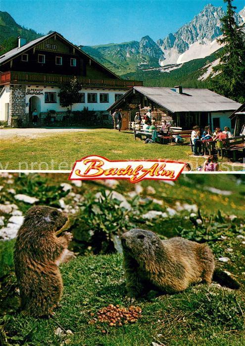 Ramsau Berchtesgaden Bachl Alm Brotzeit der Murmeltiere