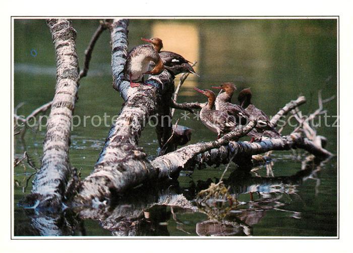 Voegel Birds Oiseaux Uccelli Pajaros-- Gaensesaeger Goosanders Nurogesi