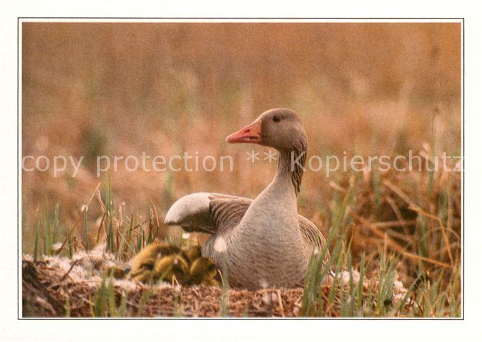 Voegel Birds Oiseaux Uccelli Pajaros-- Graugans Greylag-Goose Ges Gegawa
