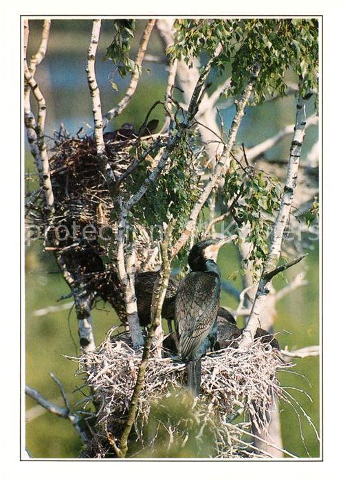 Voegel Birds Oiseaux Uccelli Pajaros-- Kormorane Cormorants Kormorany