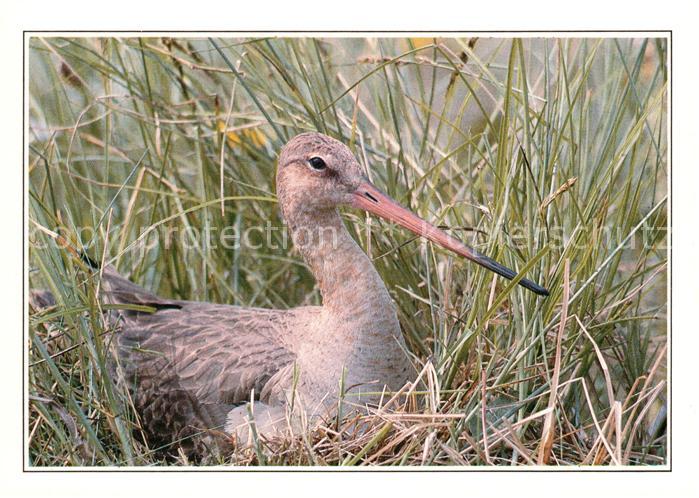 Voegel Birds Oiseaux Uccelli Pajaros-- Uferschnepfe Black-Teiled Godwit Rycyk
