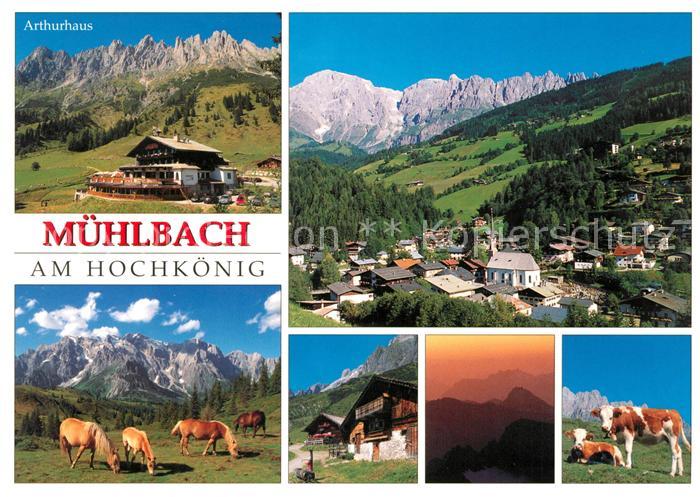 Muehlbach Hochkoenig Arthurhaus Gesamtansicht mit Alpenpanorama Haflinger Pferde