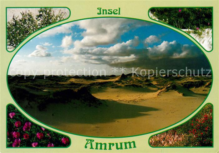 Amrum Duenenlandschaft Natur Pflanzen