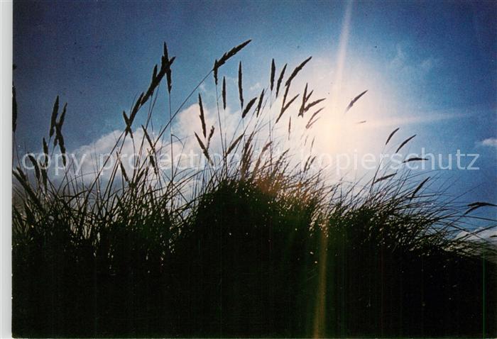 Borkum Abendstimmung im Schilf