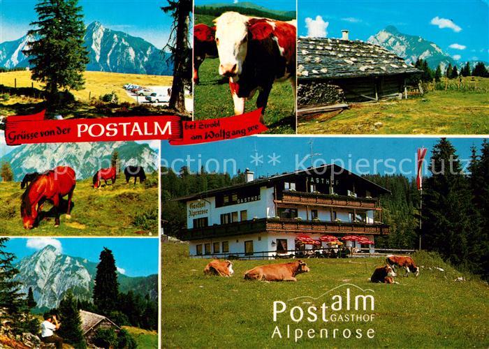 Strobl Postalm Gasthof Alpenrose Kuehe Pferde Alpenpanorama