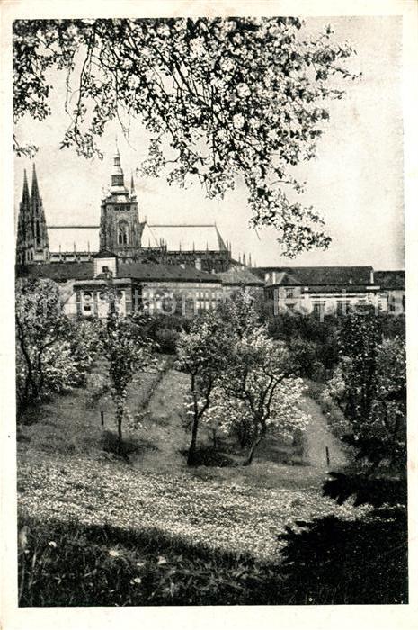 Praha Prahy Prague Hradcany Hradschin Baumbluete